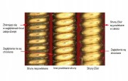 Struny Elixir NanoWeb Phosphor Bronze 16077 (12-56) struny akustyczne